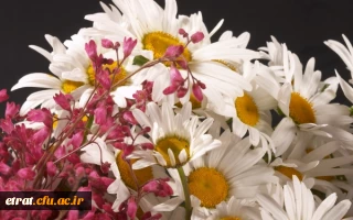 انتخاب اساتید برتر