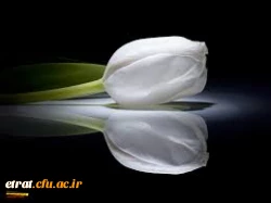 تسلیت به همکار  2