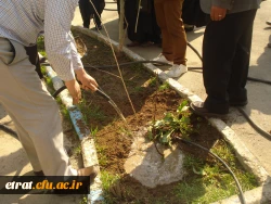 روز درختکاری 7