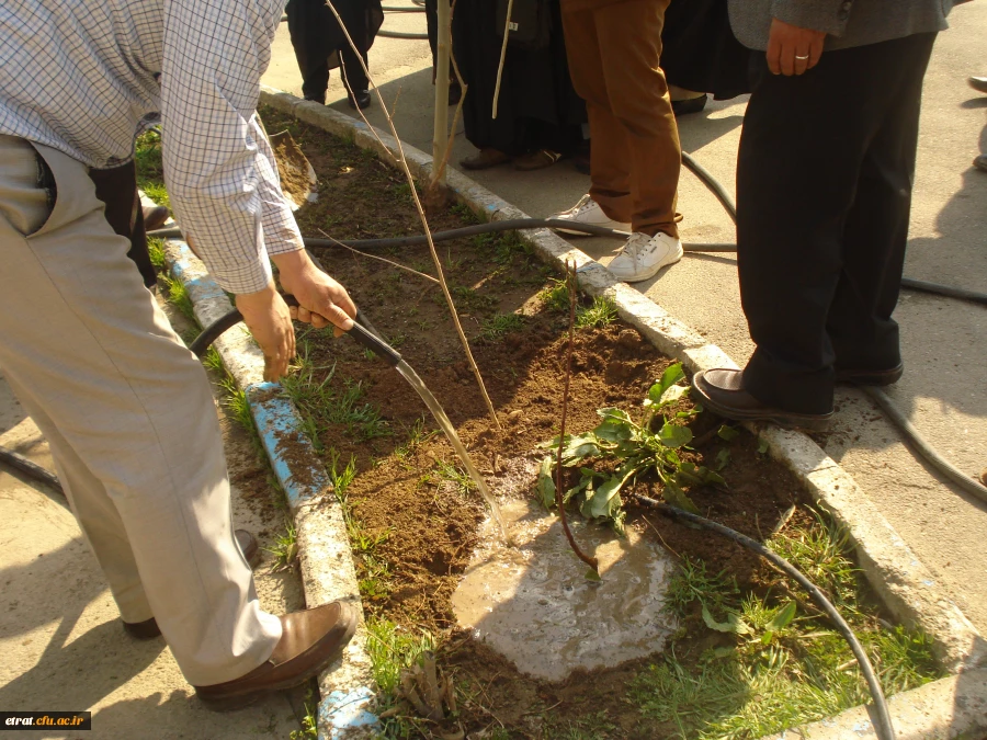 روز درختکاری 7