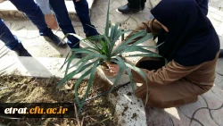 هفته درختکاری 3