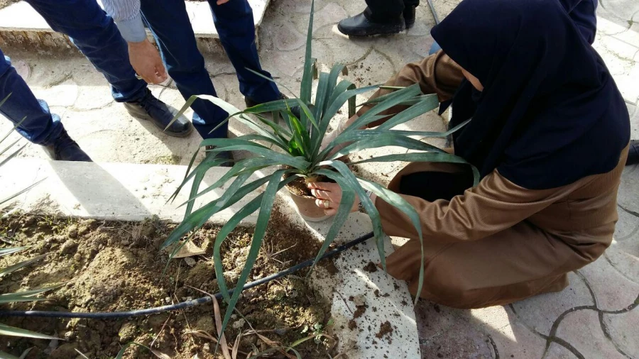 هفته درختکاری 3