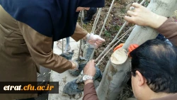 هفته درختکاری 5