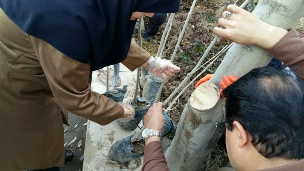 هفته درختکاری 5