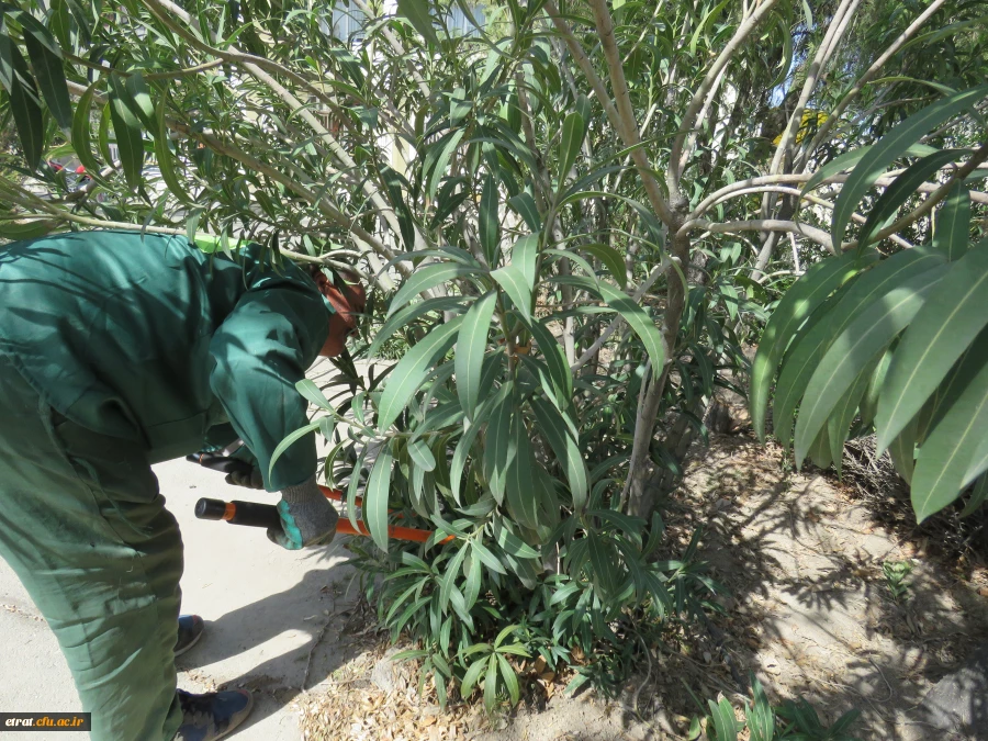 زیباسازی فضای سبز و نقاشی دیوار ساختمانهای آموزشی و رفاهی 5