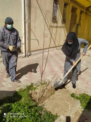 روز درختکاری 4