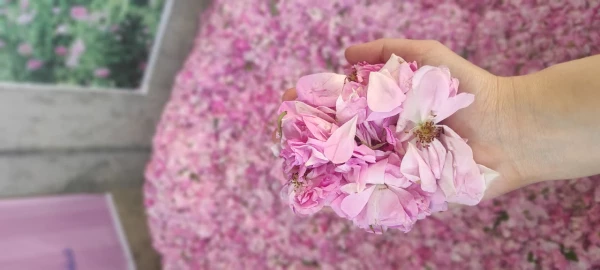 حضور ریاست محترم و پرسنل مرکز در جشنواره گلاب گیری 11